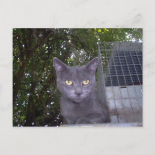 Carte Postale Petit garçon bleu
