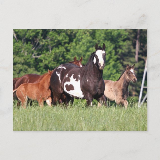 Carte Postale Petit Groupe De Chevaux De Différentes Couleurs (Devant)