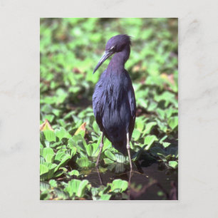 Carte Postale Petit héron bleu