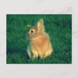 Carte Postale Petit lapin