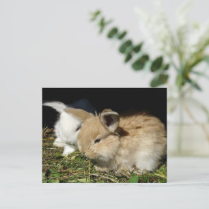 Carte Postale Petit lapin moelleux