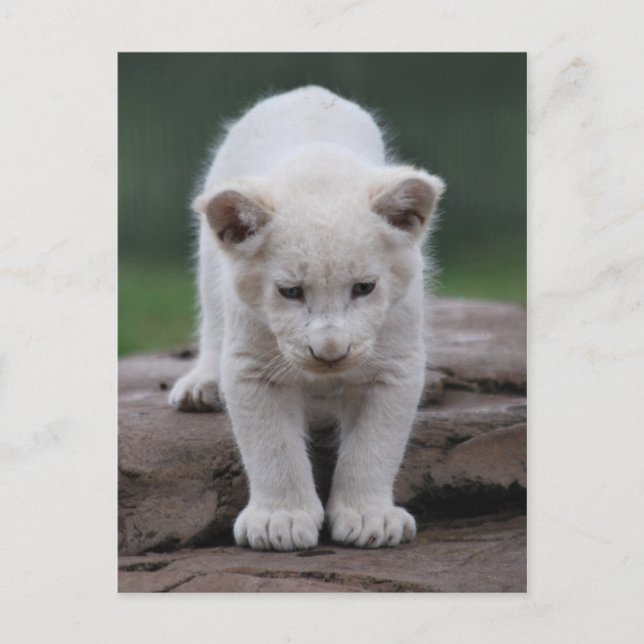 Carte Postale Petit lion blanc (Devant)