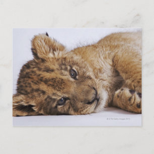 Carte Postale Petit lion (Panthera leo) allongé sur le côté, gro