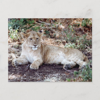 Carte Postale Petit lion reposant sur le Serengeti