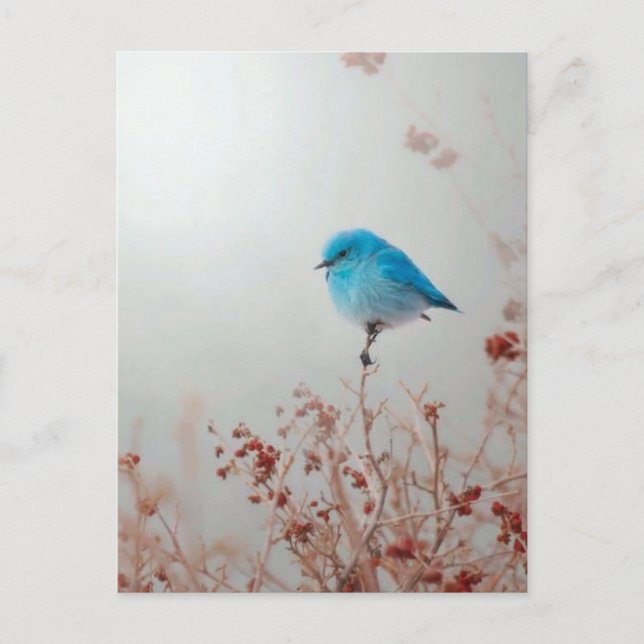 Carte Postale Petit oiseau bleu (Devant)