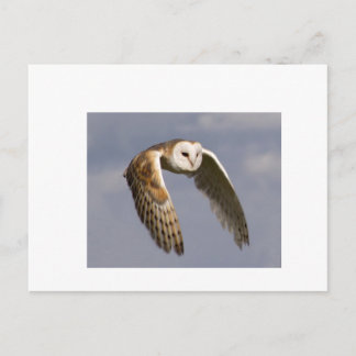Carte Postale petit-oiseau-de-grange-en-vol
