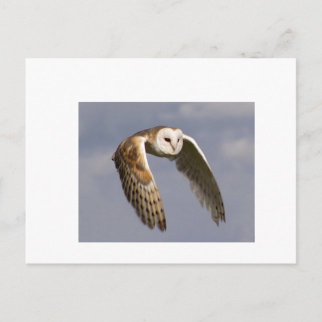 Carte Postale petit-oiseau-de-grange-en-vol (Devant)