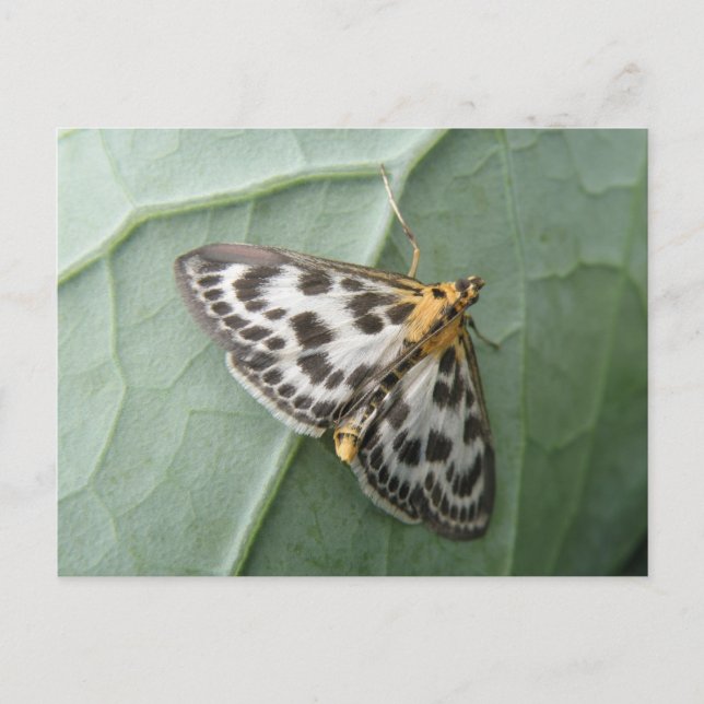Carte postale Petit papillon (Devant)