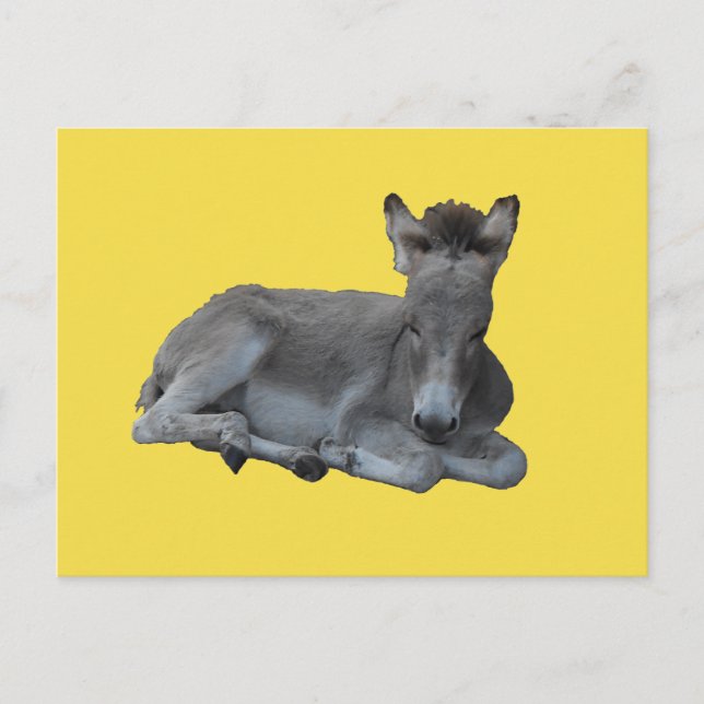 Carte Postale Petit Petit Foin Gris D'Âne (Devant)