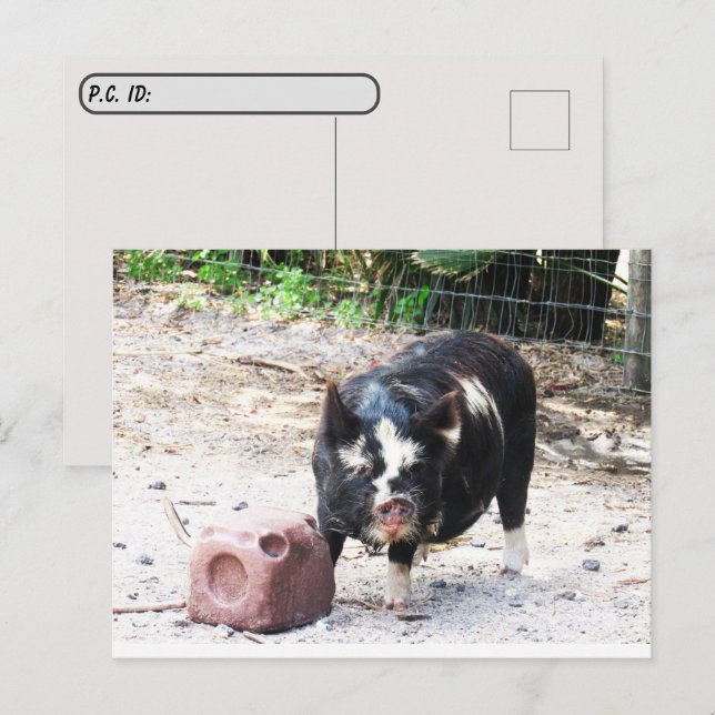 Carte postale Petit Piggy Farm Life (Devant / Derrière)