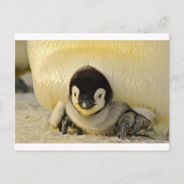 Carte Postale Petit pingouin (Devant)