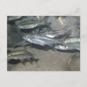 Carte Postale petit poisson