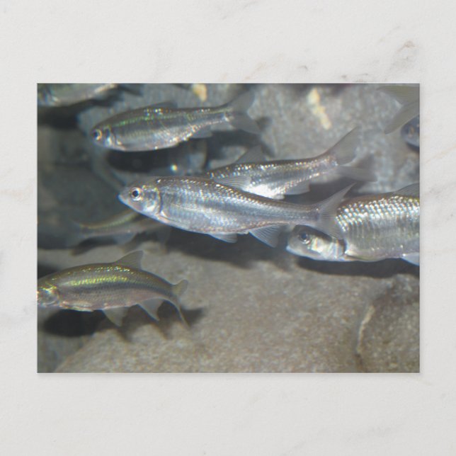 Carte Postale petit poisson (Devant)