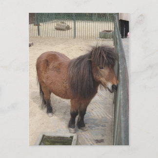 Carte Postale Petit poney