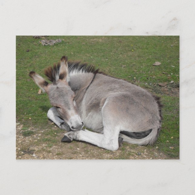 Carte Postale Petit poulain d'âne en bas (Devant)