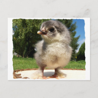 Carte Postale petit poussin moelleux