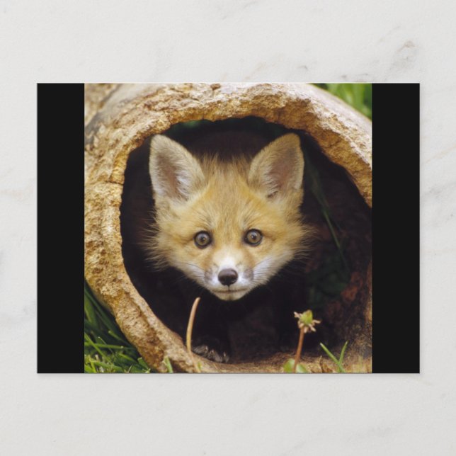 Carte Postale Petit renard effrayé (Devant)