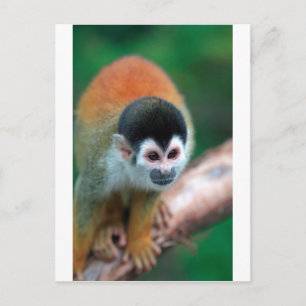 Carte Postale Petit singe écureuil Panama forêt tropicale