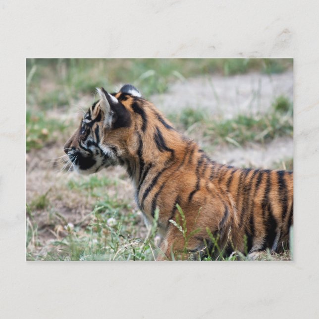 Carte Postale Petit tigre (Devant)