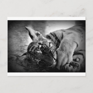 Carte Postale Petit tigre