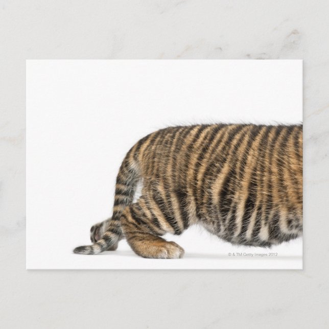 Carte Postale Petit tigre de Sumatra 2 (Devant)