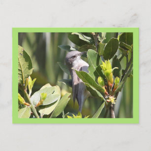 Carte Postale Petit Whitethroat