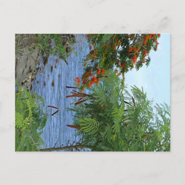 Carte Postale Petite Anse - Martinique, FWI (Devant)