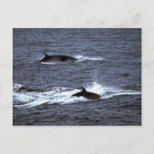 Carte Postale Petite baleine