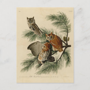 Carte Postale Petite chouette à cris des oiseaux d'Amérique d'Au