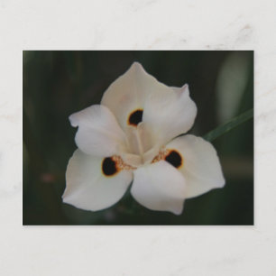 Carte Postale petite fleur