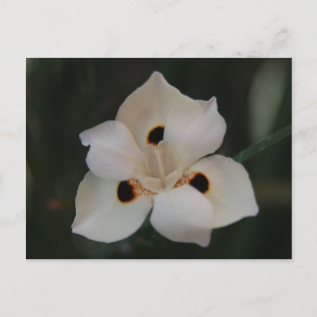 Carte Postale petite fleur (Devant)