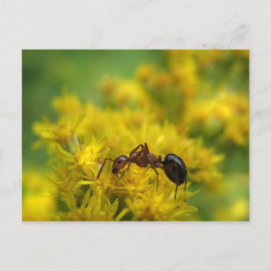 Carte Postale Petite fourmi sur Goldenrod