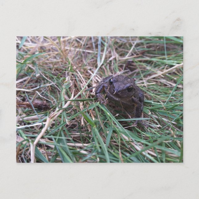 Carte Postale Petite grenouille (Devant)