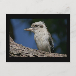 Carte Postale Petite kookaburra
