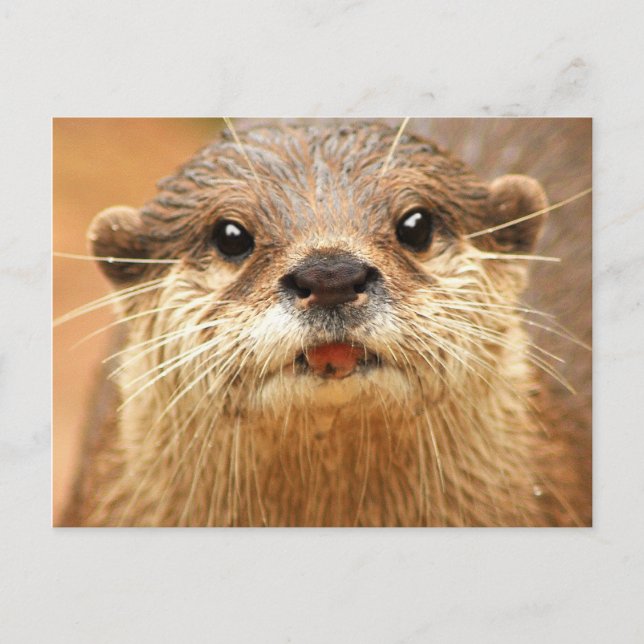 Carte Postale Petite loutre griffée asiatique (Devant)