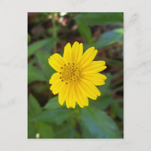 Carte Postale petite marguerite jaune sur une