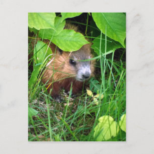 Carte Postale Petite Marmotte Hull Québec Canada