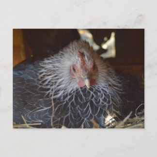 Carte Postale Petite poule japonaise Bantam.