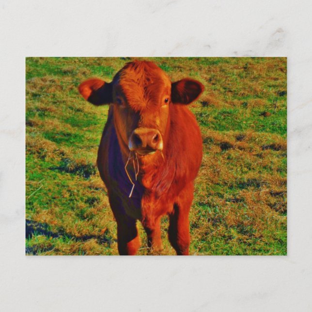Carte Postale Petite vache Brown Graine verte brillante (Devant)