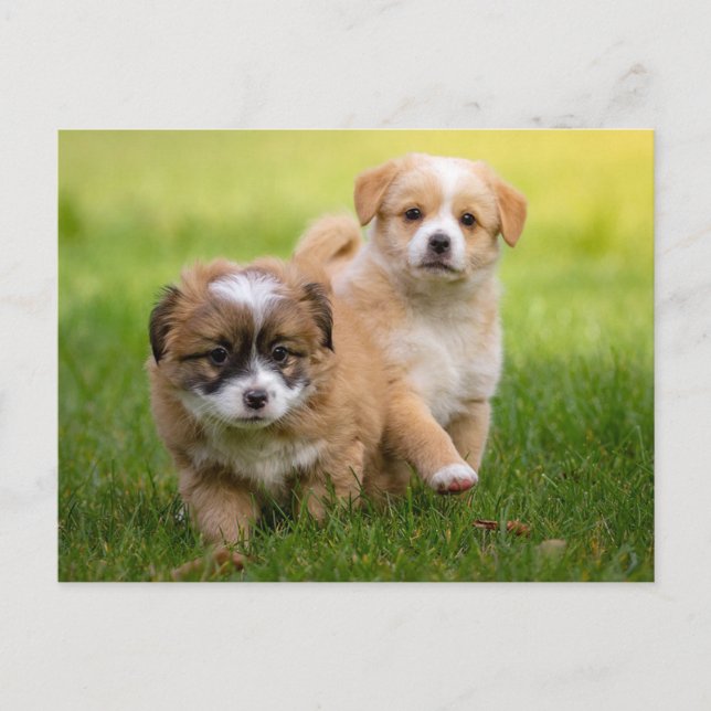 Carte Postale Petites marionnettes (Devant)