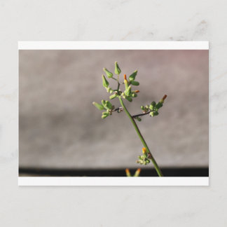 Carte Postale Petits boutons de fleurs