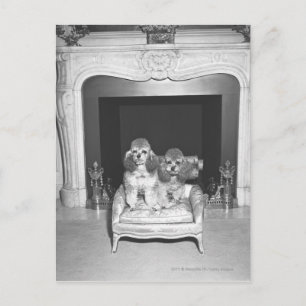 Carte Postale Petits canicules assis devant la cheminée