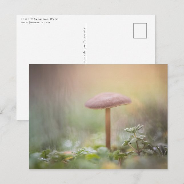 Carte Postale Petits champignons Photo de la nature (Devant / Derrière)