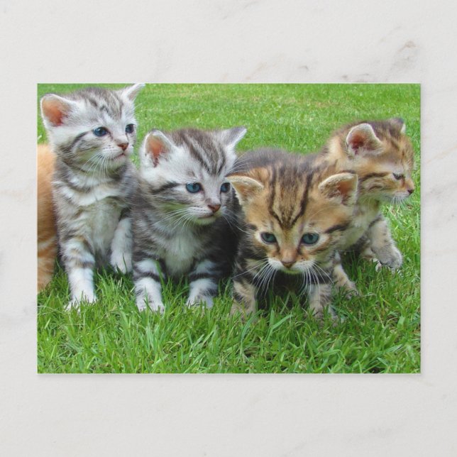 Carte Postale Petits chatons doux (Devant)