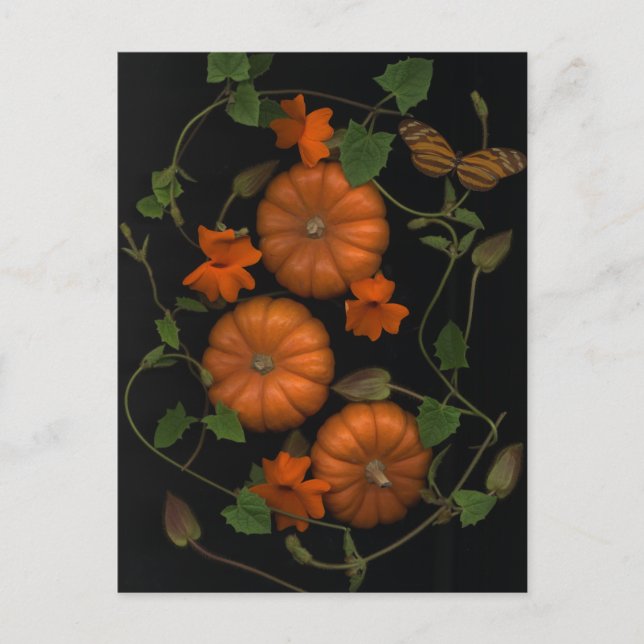 Carte Postale petits citrouilles (Devant)