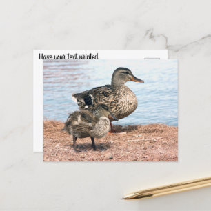 Carte Postale Petits colliers à l'étang