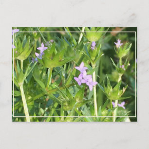 Carte Postale Petits Fleurs sauvages pourpres