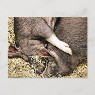 CARTE POSTALE PETITS PIÈCES FRAÎCHES