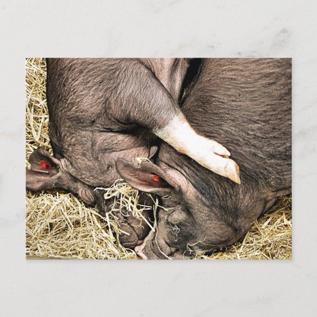 CARTE POSTALE PETITS PIÈCES FRAÎCHES (Devant)