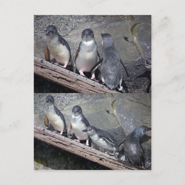 Carte Postale Petits pingouins bleu (Devant)